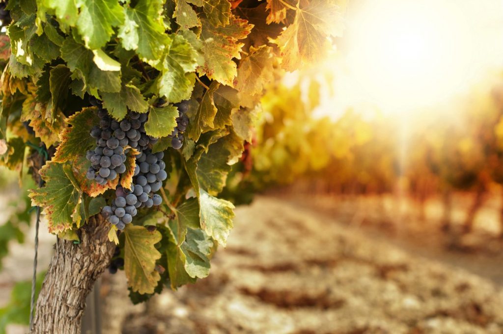 Bagaimana Covid-19 Mempengaruhi Industri Anggur